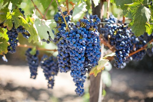 grapes on a vine